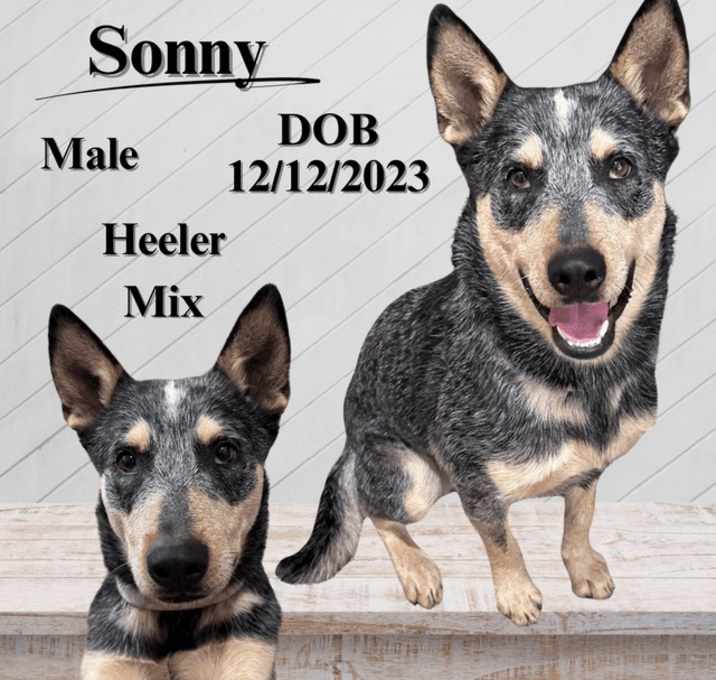 Photo of Sonny