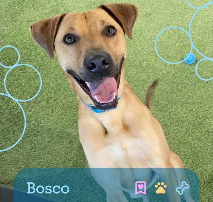 Photo of Bosco