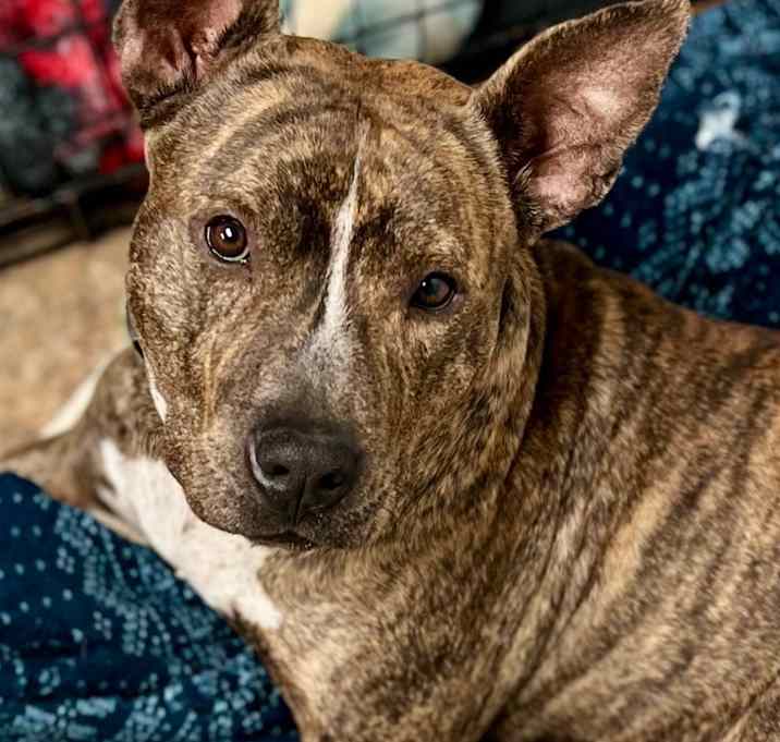 Photo of Huggie
