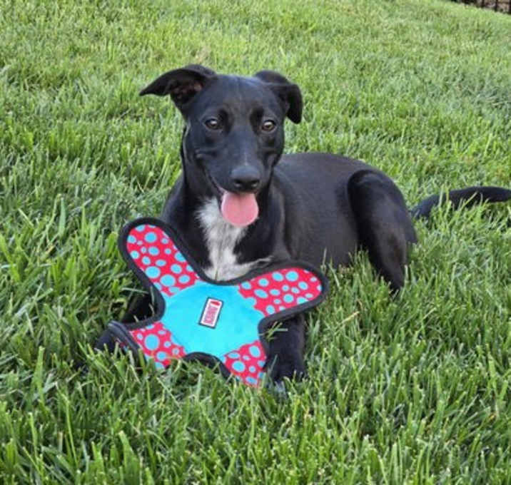Photo of Sadie