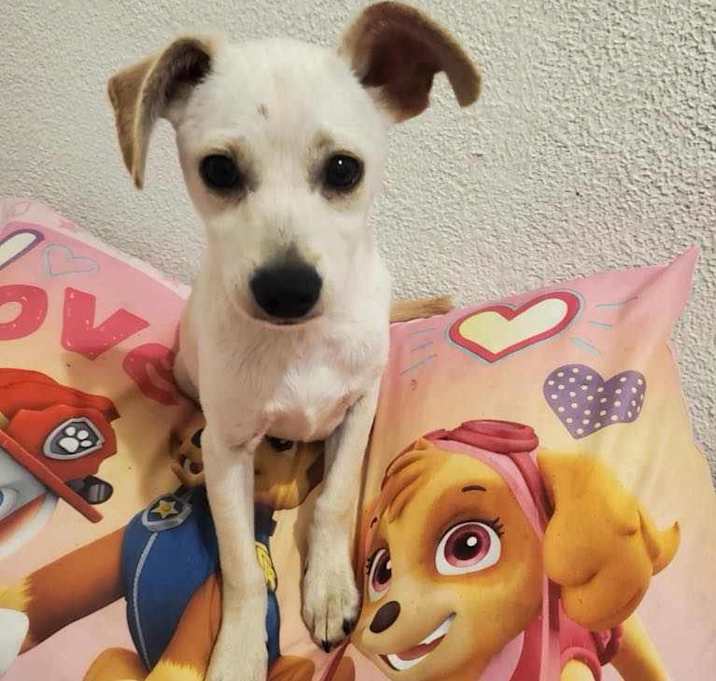 Photo of Paloma