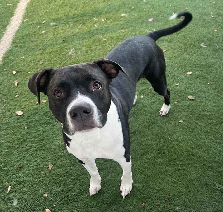 Photo of Goose