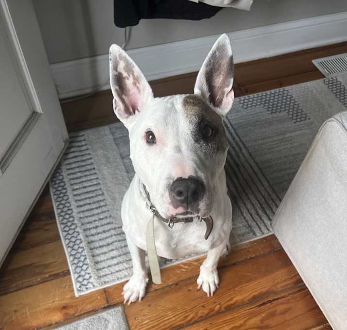 Photo of Otis