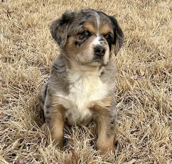 Photo of CINNAMON