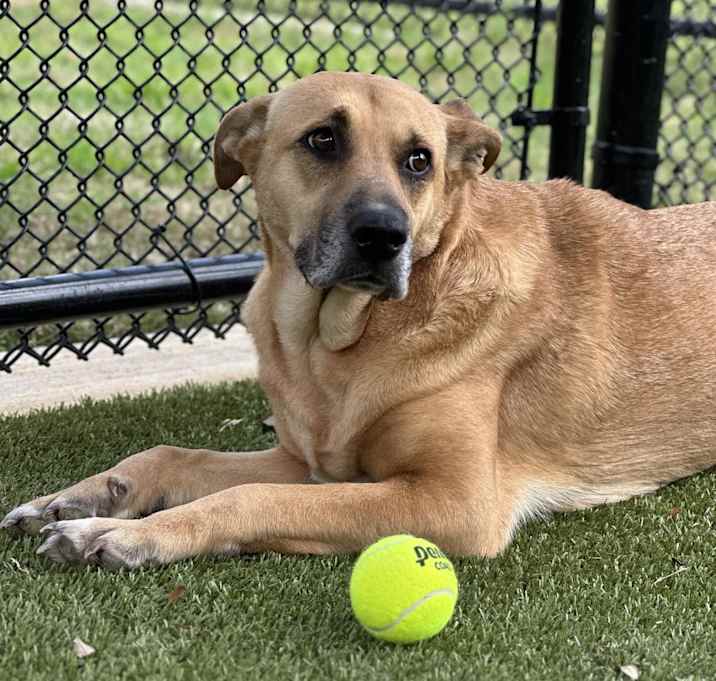 Photo of Lady