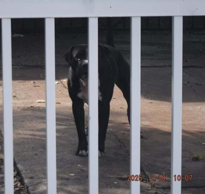 Photo of BANDIT