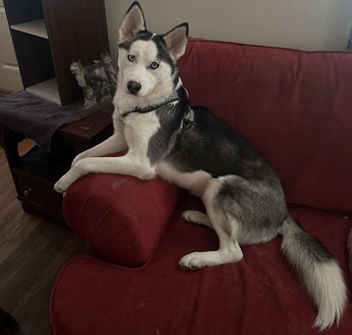 Photo of Iridessa