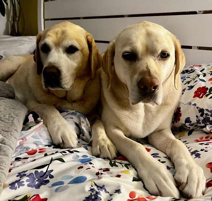 Photo of Buddy (& Maggie)