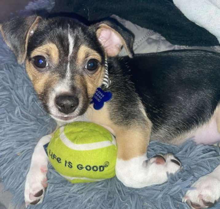 Photo of Nugget