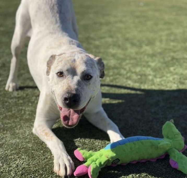 Photo of Scout