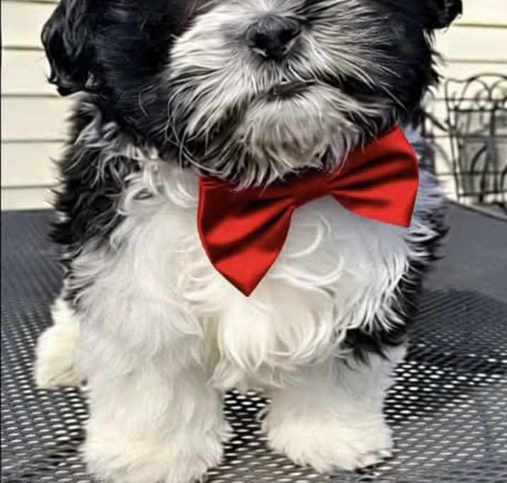 Photo of COLBY
