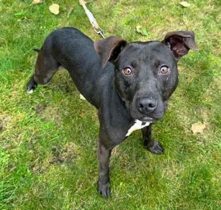 Photo of Rebel