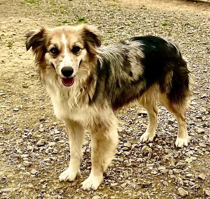 Photo of Gracie