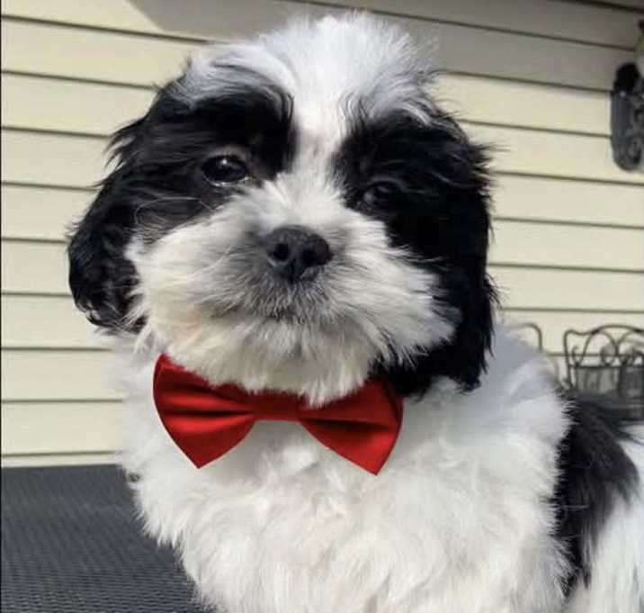 Photo of CAYSON