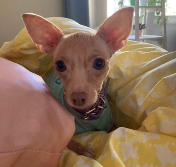 Photo of Munchkin