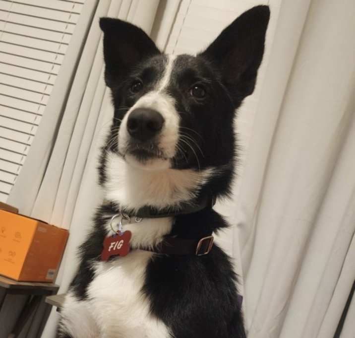 Photo of Fig