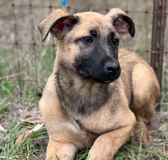 Photo of Bentley