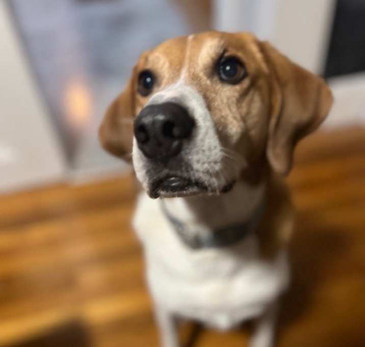 Photo of Rocket