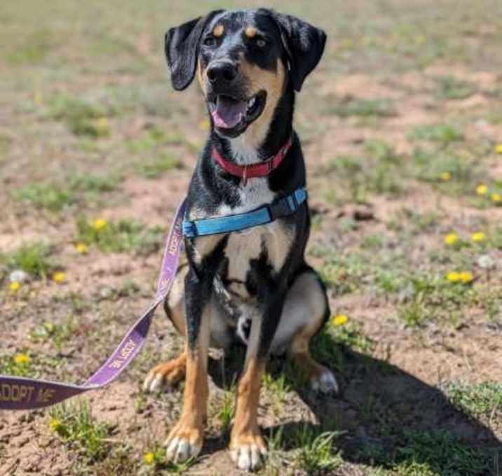 Photo of BROWNIE