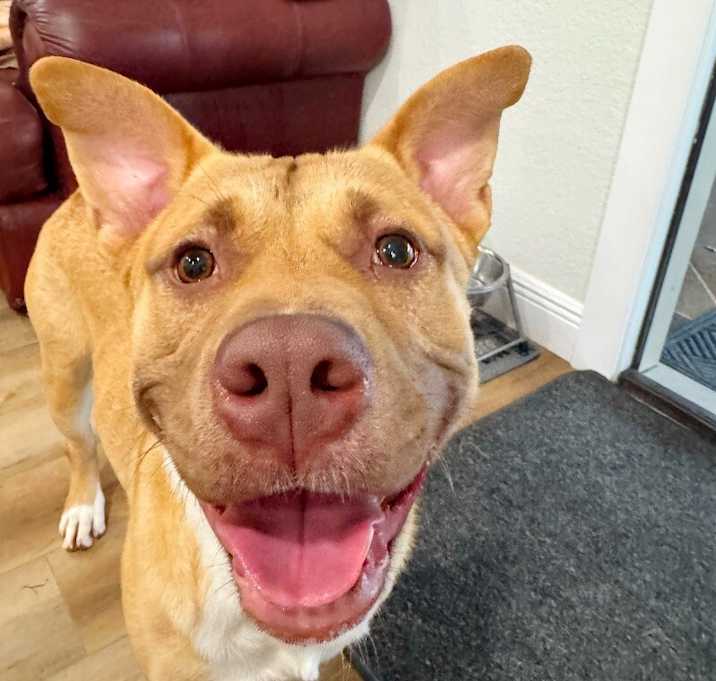 Photo of Alfie loves Dogs and Toys!