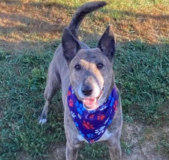 Photo of Copper