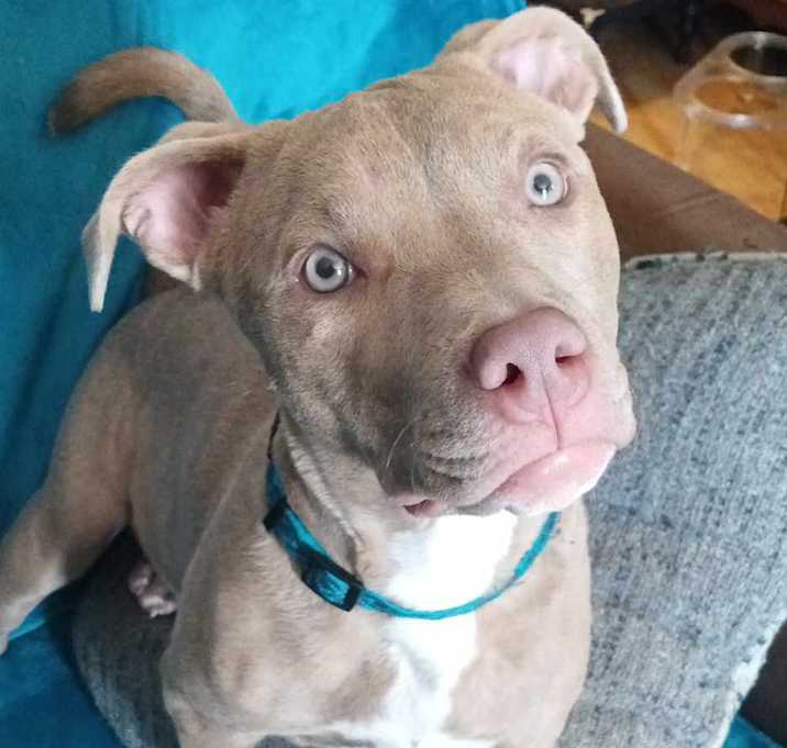 Photo of Goji