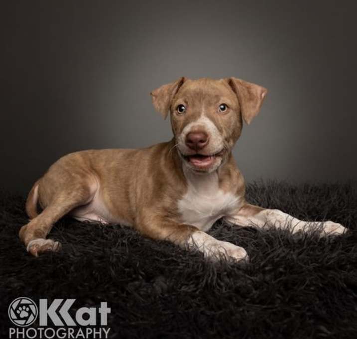 Photo of Hank