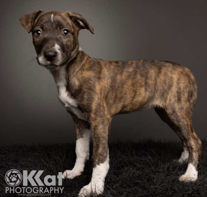 Photo of Sheba