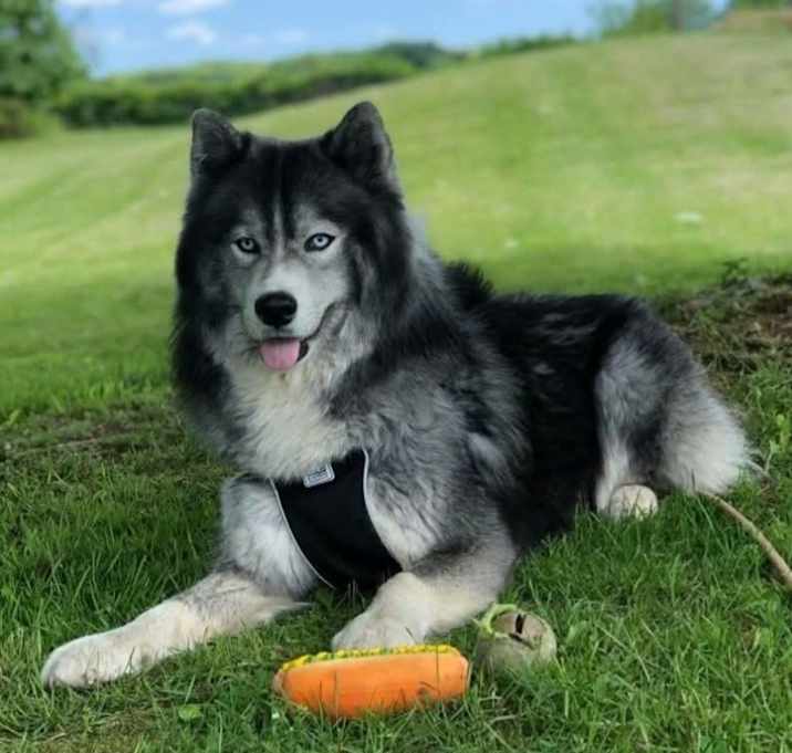 Photo of Toby