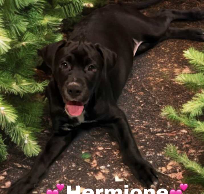 Photo of Hermione