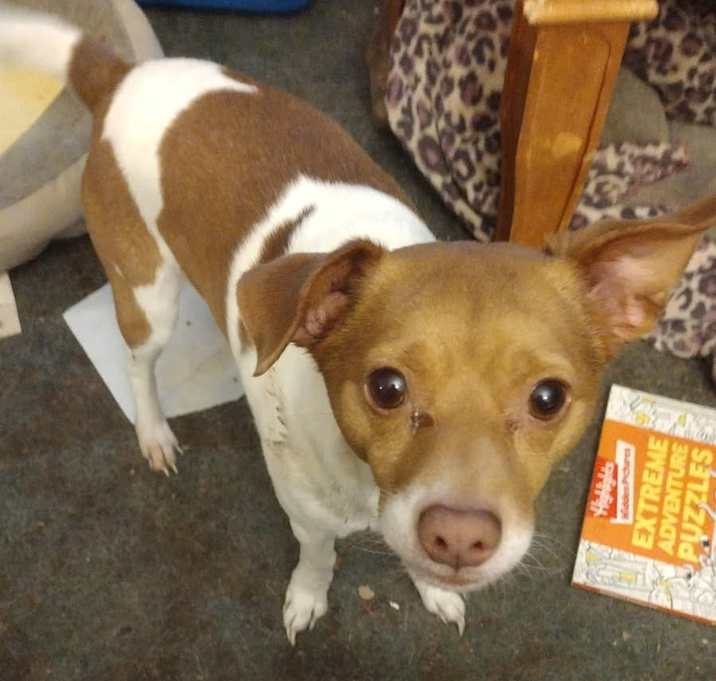 Photo of Chester