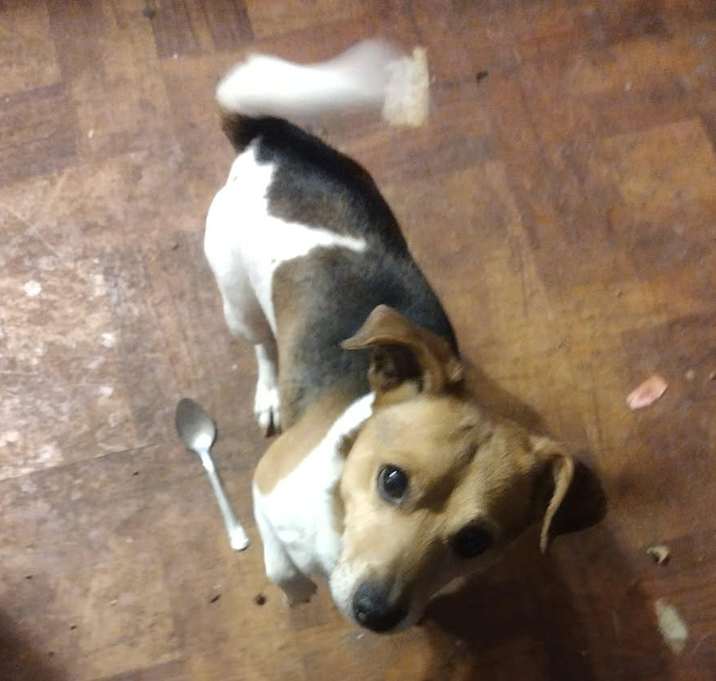 Photo of Shorty
