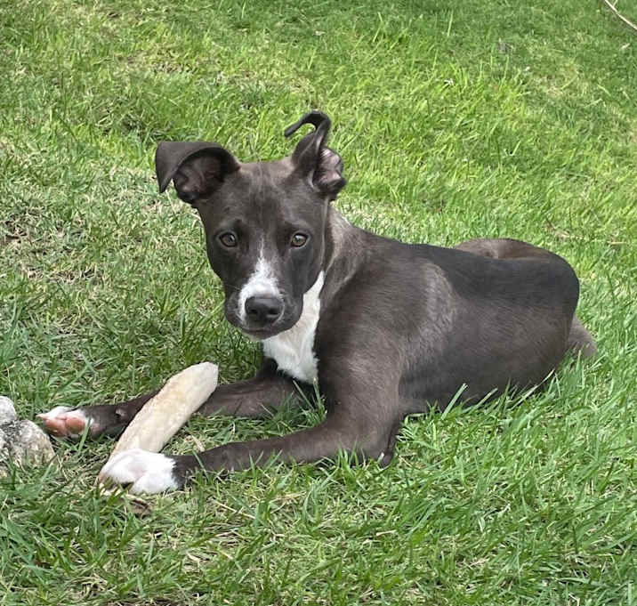 Photo of Cakester aka Bandit 