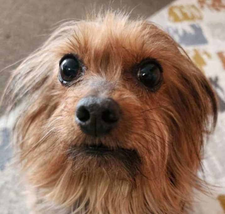 Photo of Bella - needs a medical follow up