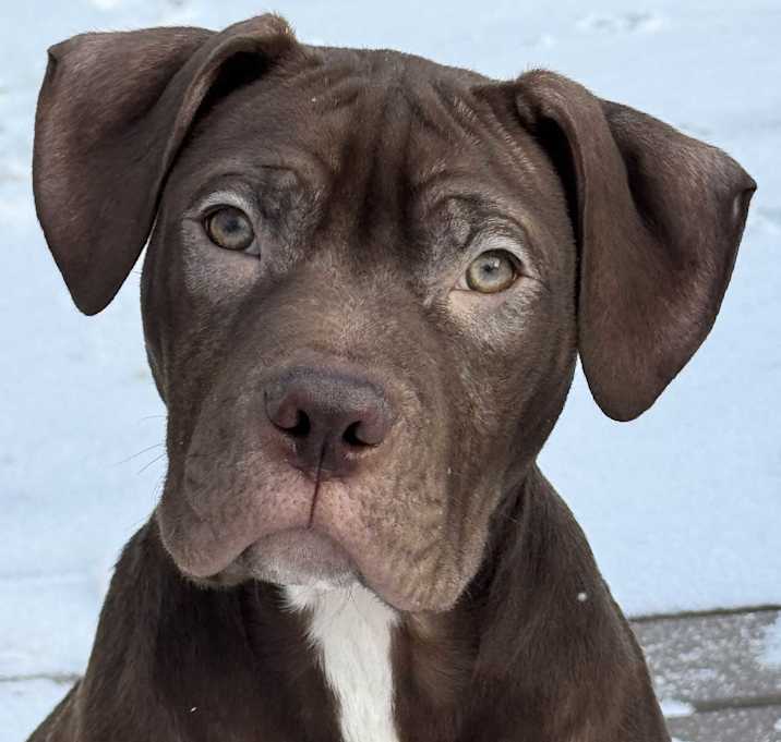 Photo of Chestnut