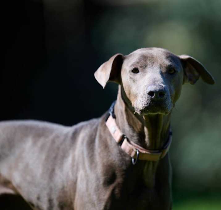 Photo of Dilly