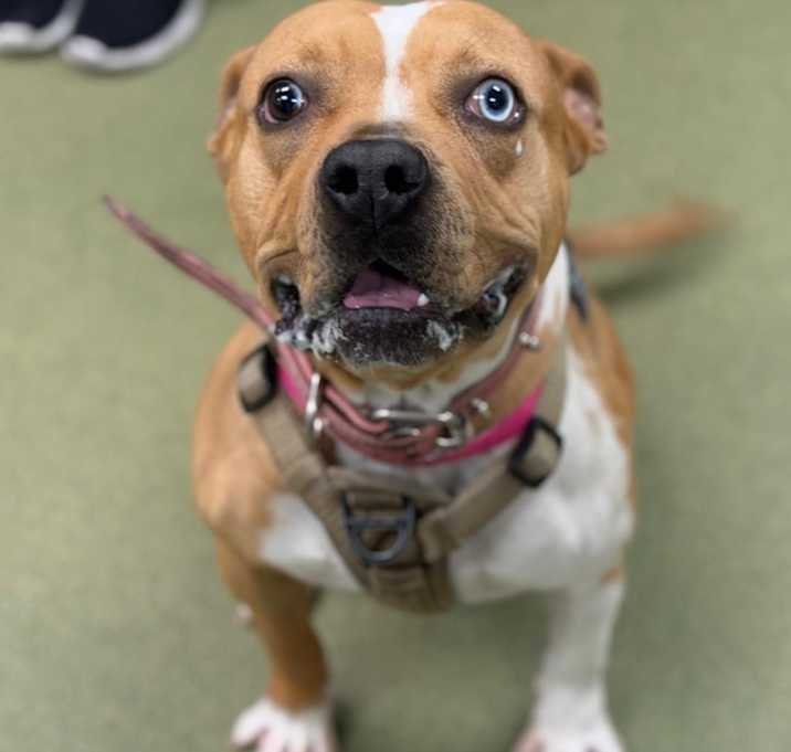 Photo of ADOPT ME!