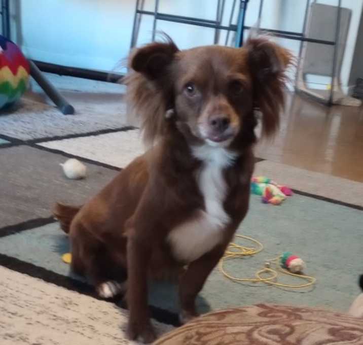 Photo of Brownie