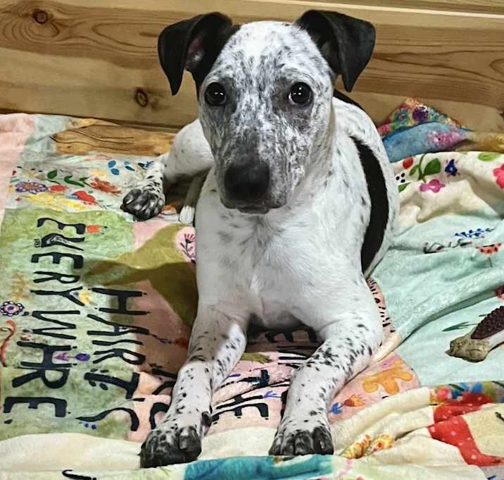 Photo of Frankie