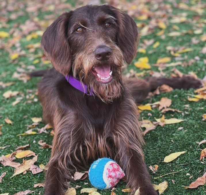 Photo of SCALLYWAG