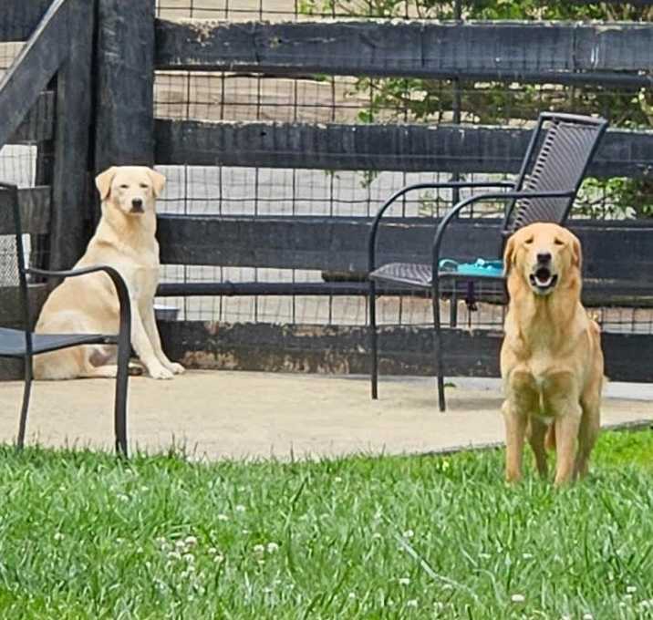 Photo of Lucky