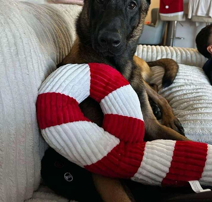 Photo of Ranger - located in MO