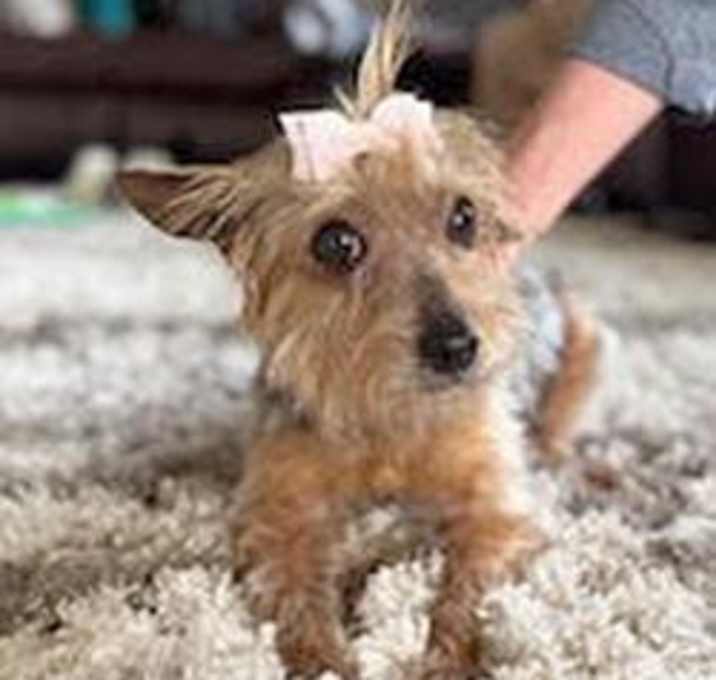 Photo of Abby
