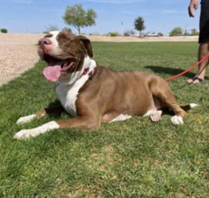 Photo of BUBBA