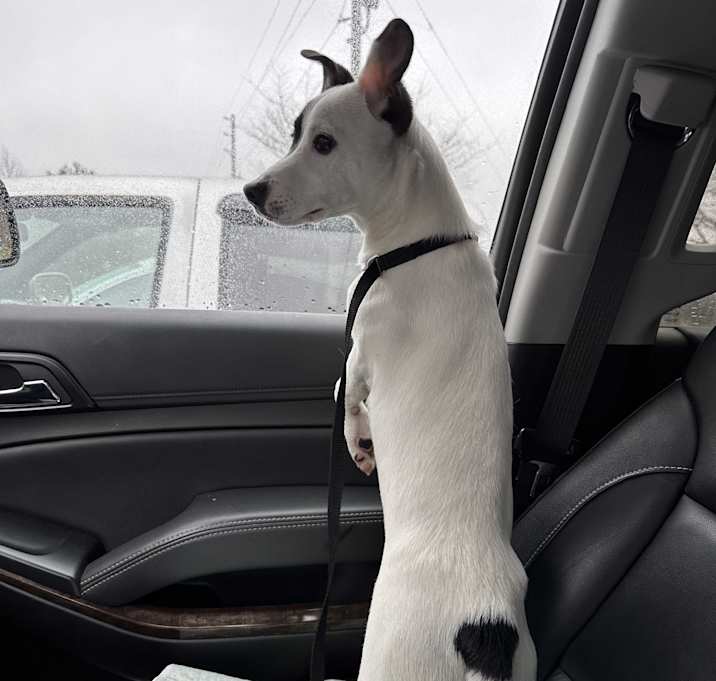 Photo of Rocket