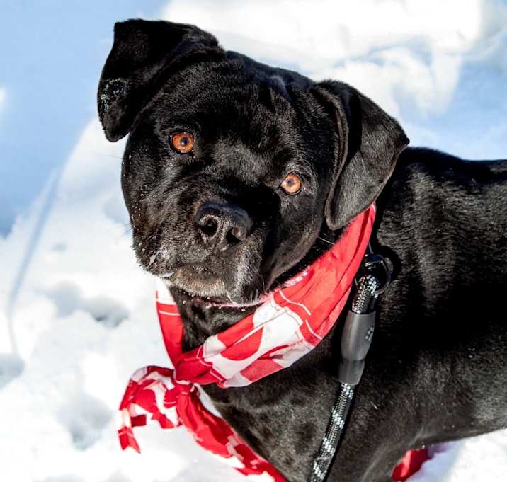 Photo of Angus Beef