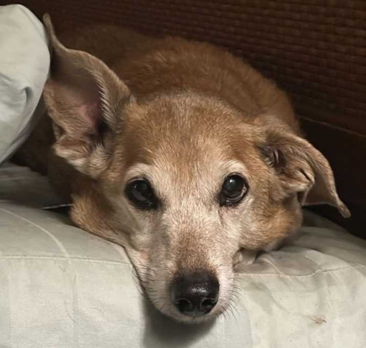 Photo of Riley