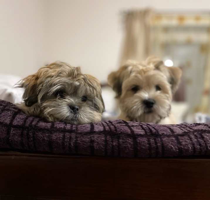 Photo of Ollie (& Hazel)