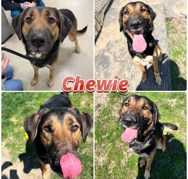 Photo of Chewie
