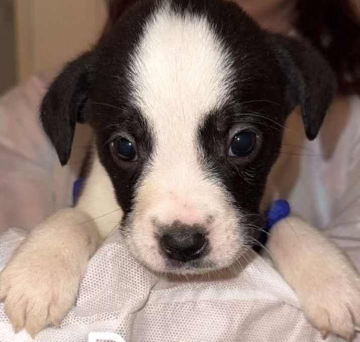 Photo of Bean